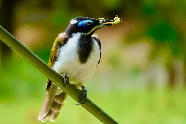 Image of a Blue-faced Honeyeater