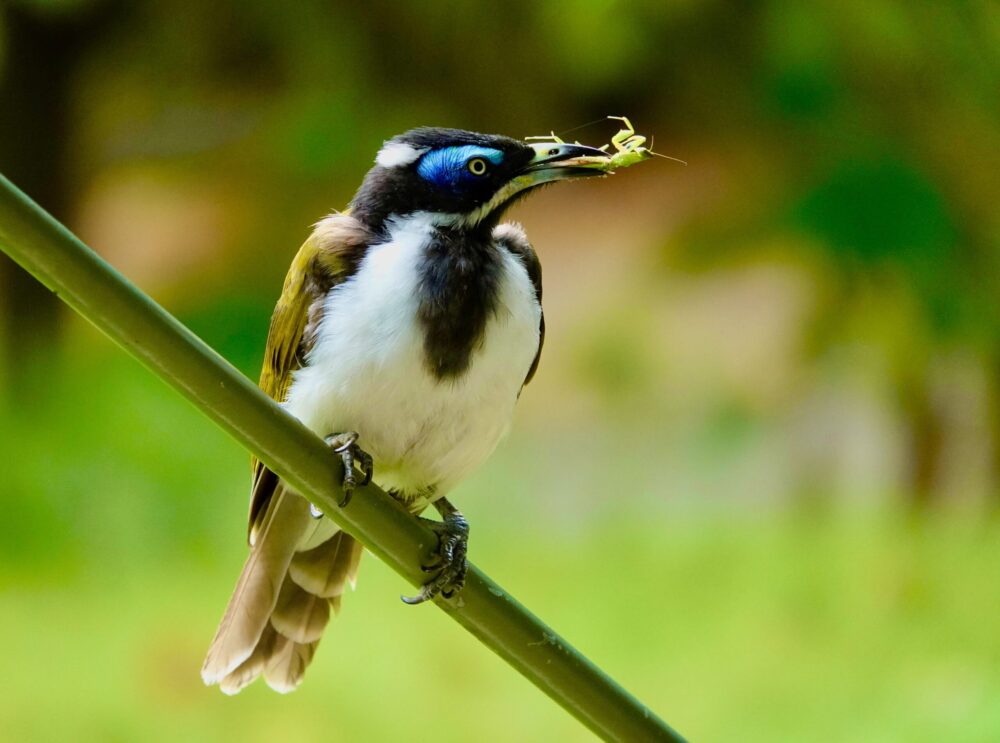 Image of a Blue-faced Honeyeater