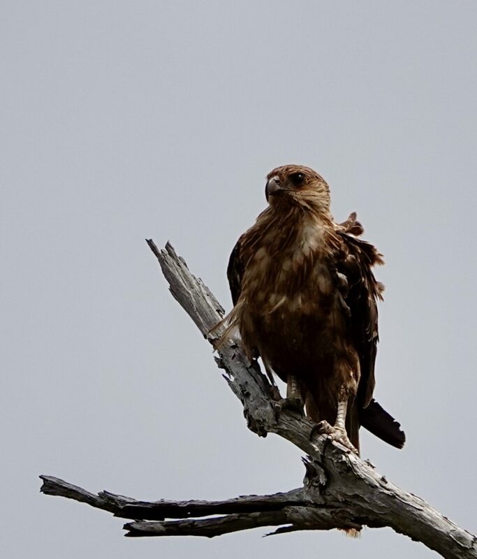 Image of a Black Kite