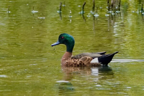 Image of a Chestnut Teal