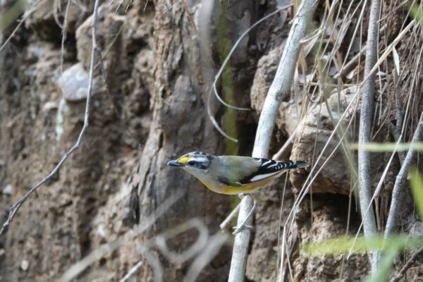 Image of a Striated Pardalote