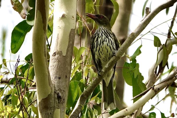 Image of a Olive-backed Oriole