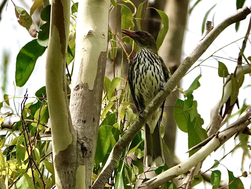 Image of a Olive-backed Oriole