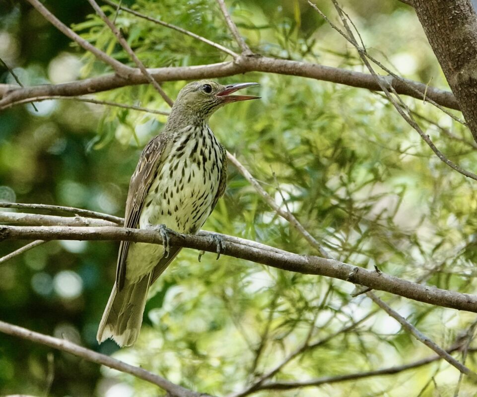 Image of a Olive-backed Oriole