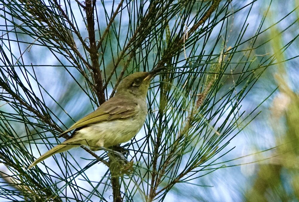 Image of a Brown Honeyeater