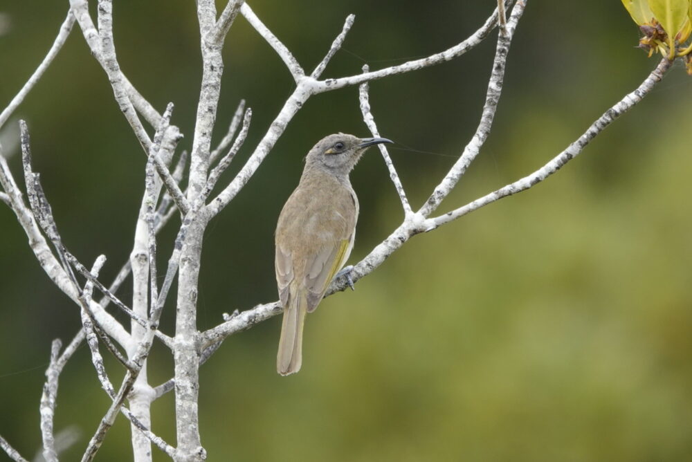 Image of a Brown Honeyeater