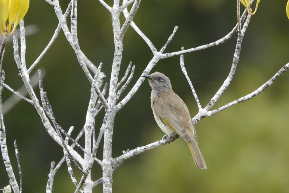 Image of a Brown Honeyeater