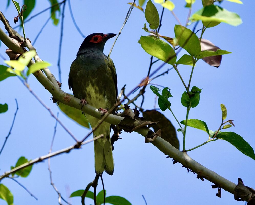 Image of a Australasian Figbird