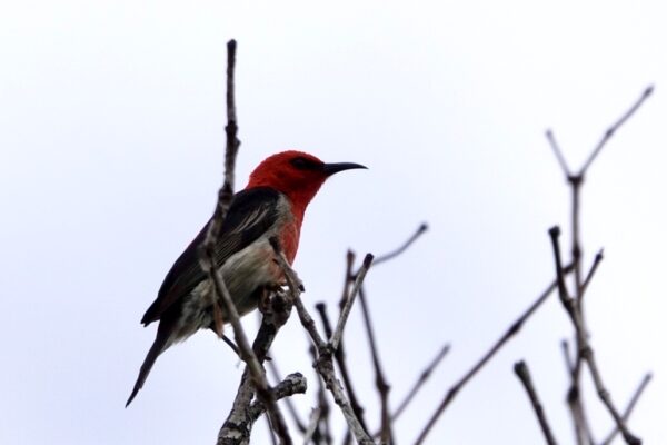 Image of a Scarlet Honeyeater