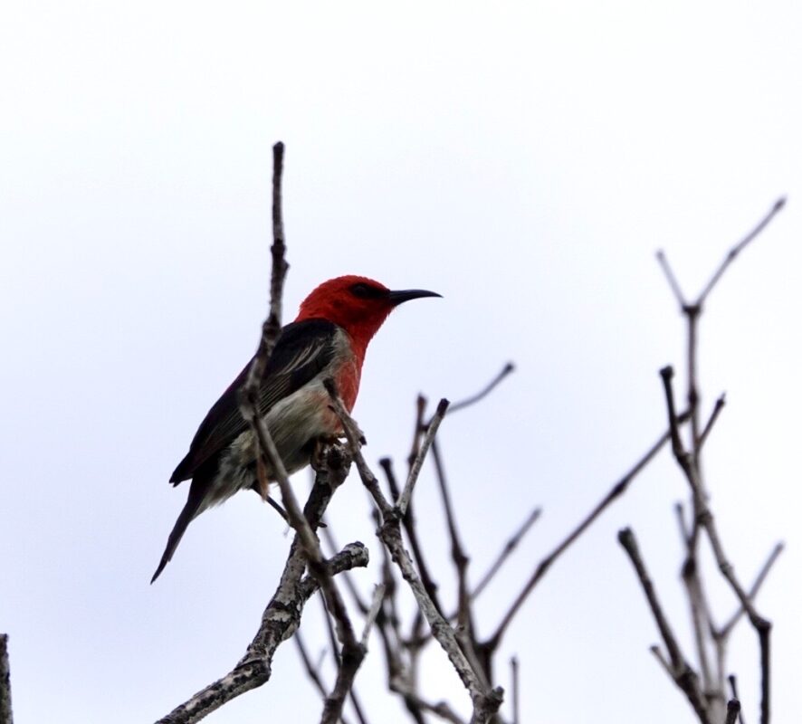 Image of a Scarlet Honeyeater