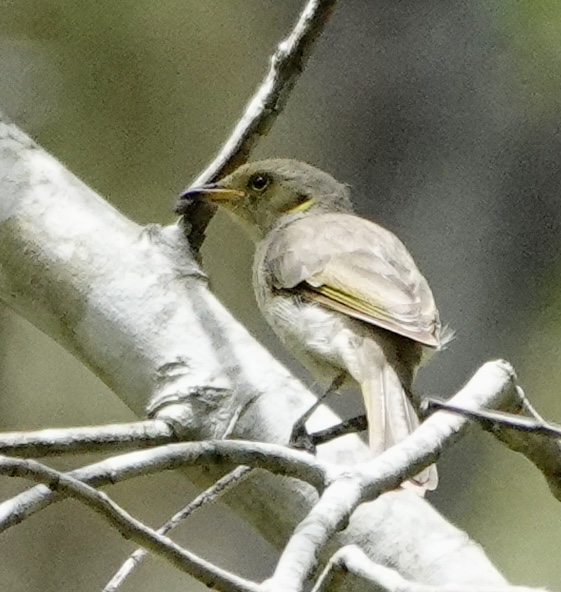 Image of a Fuscous Honeyeater