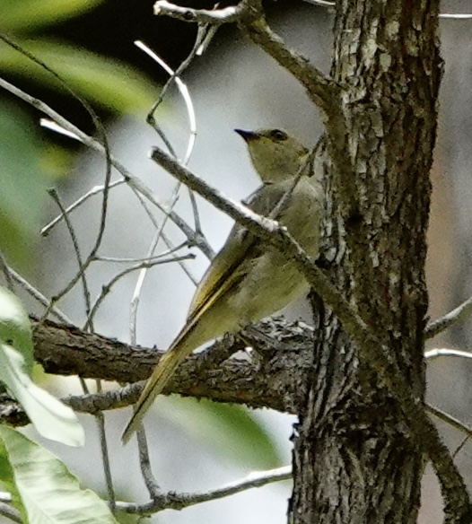 Image of a Fuscous Honeyeater