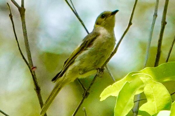 Image of a Fuscous Honeyeater