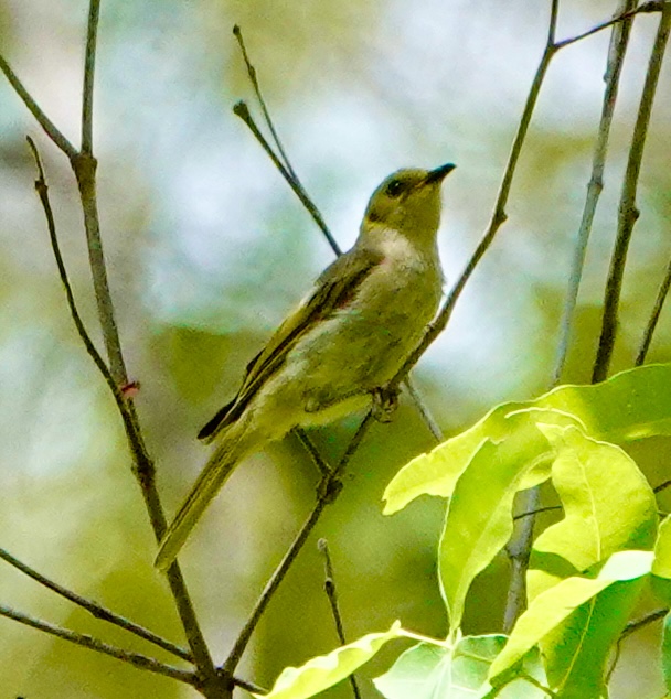 Image of a Fuscous Honeyeater