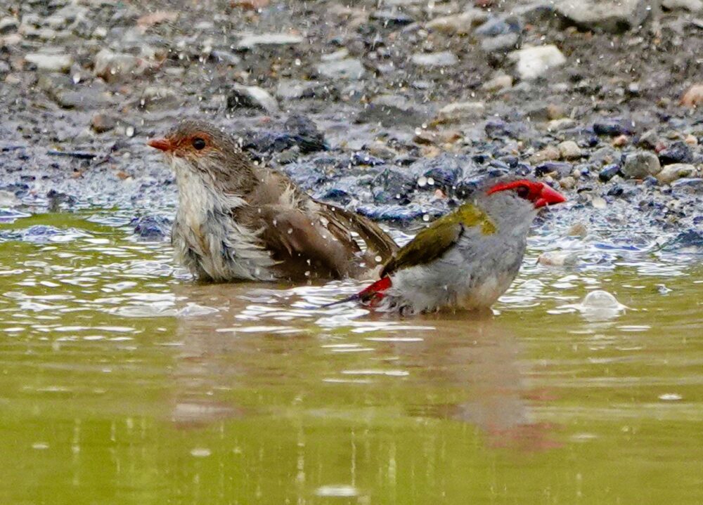 Image of a Red-browed Finch