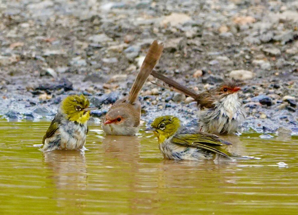 Image of a Silvereye