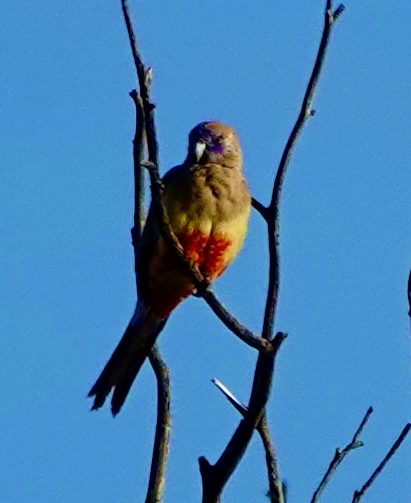 Image of a Greater Bluebonnet