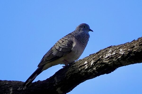 Image of a Peaceful Dove