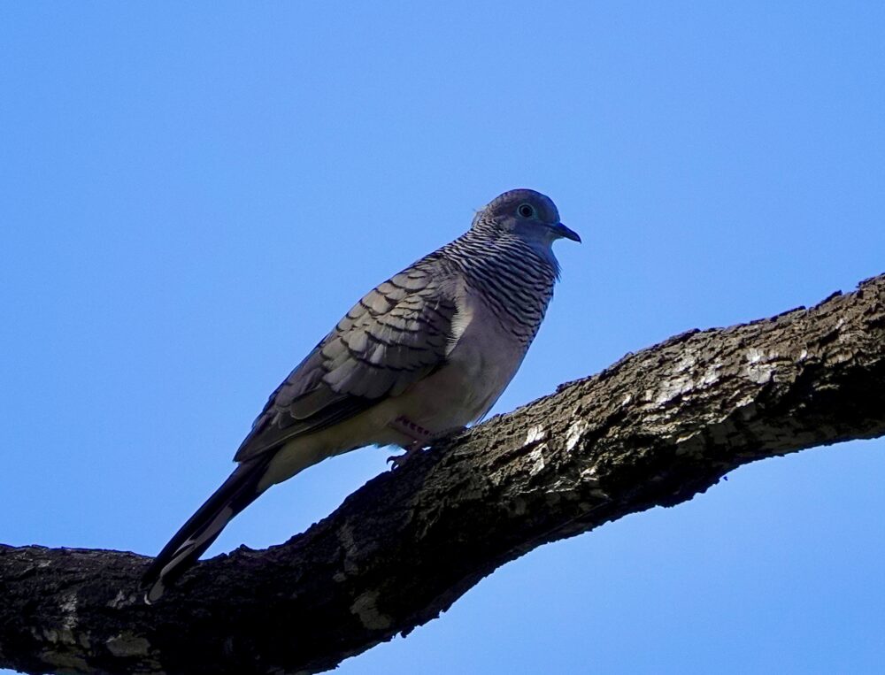 Image of a Peaceful Dove