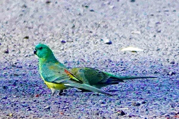 Image of a Red-rumped Parrot