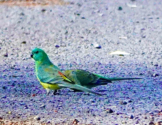 Image of a Red-rumped Parrot