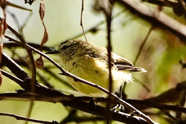 Yellow rumped Thornbill