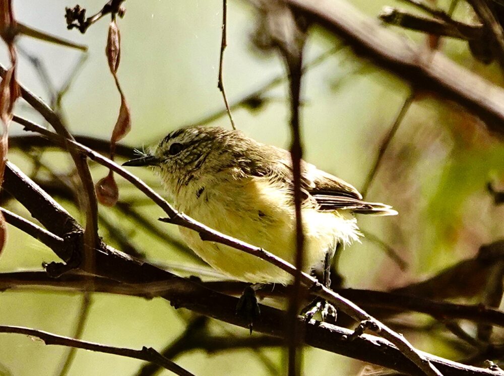 Yellow rumped Thornbill