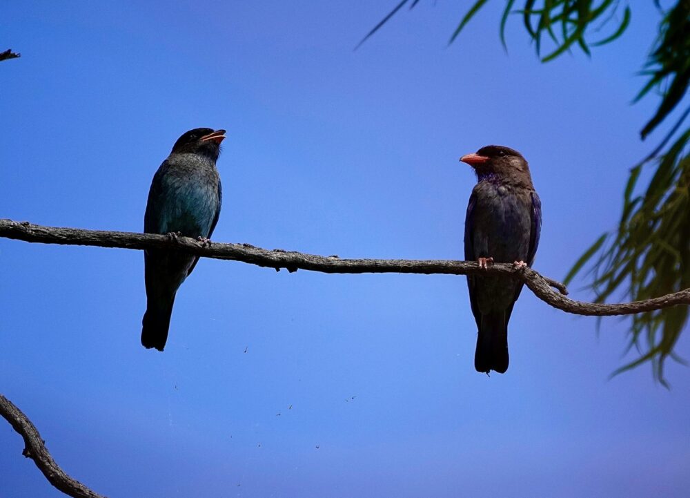 Image of two Dollarbirds