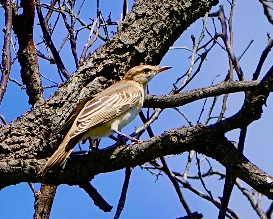 White-winged Triller female