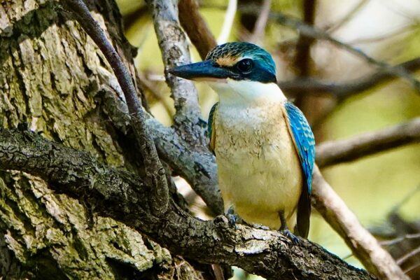 Image of a Sacred Kingfisher