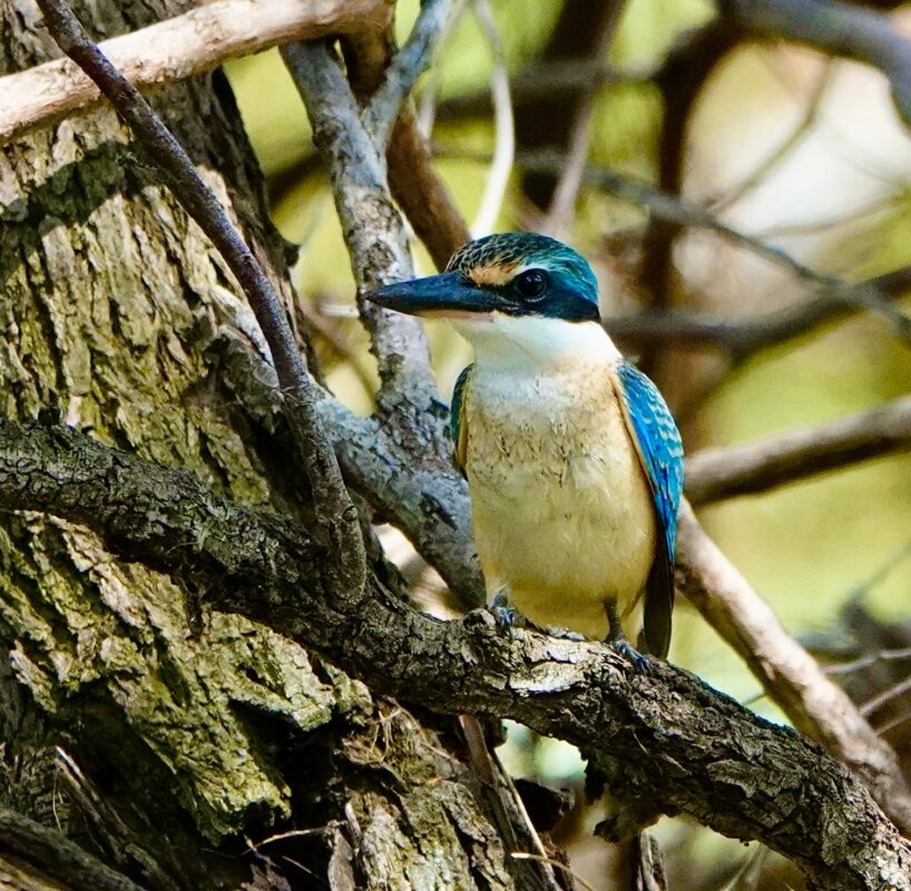 Image of a Sacred Kingfisher