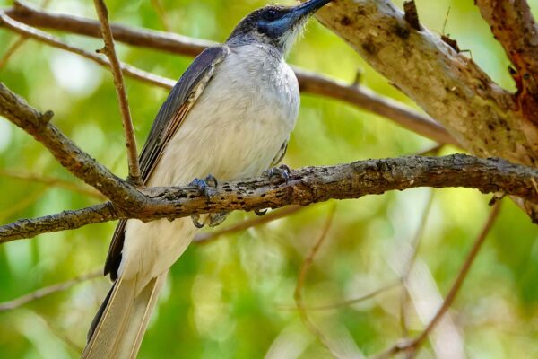 Image of a Little Friarbird