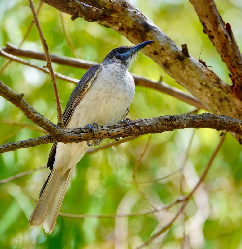 Image of a Little Friarbird