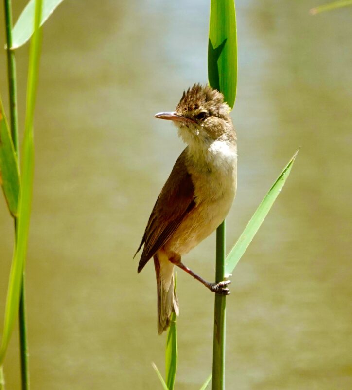 Image of a Australian Reed-Warbler