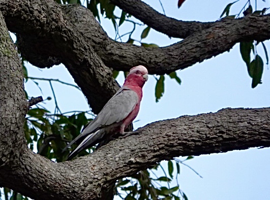 Image of a Galah