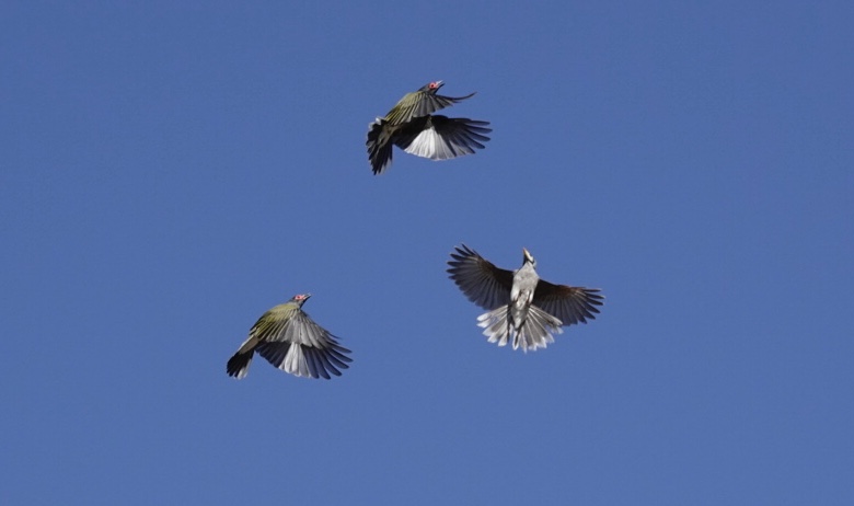 Figbirds high speed photography