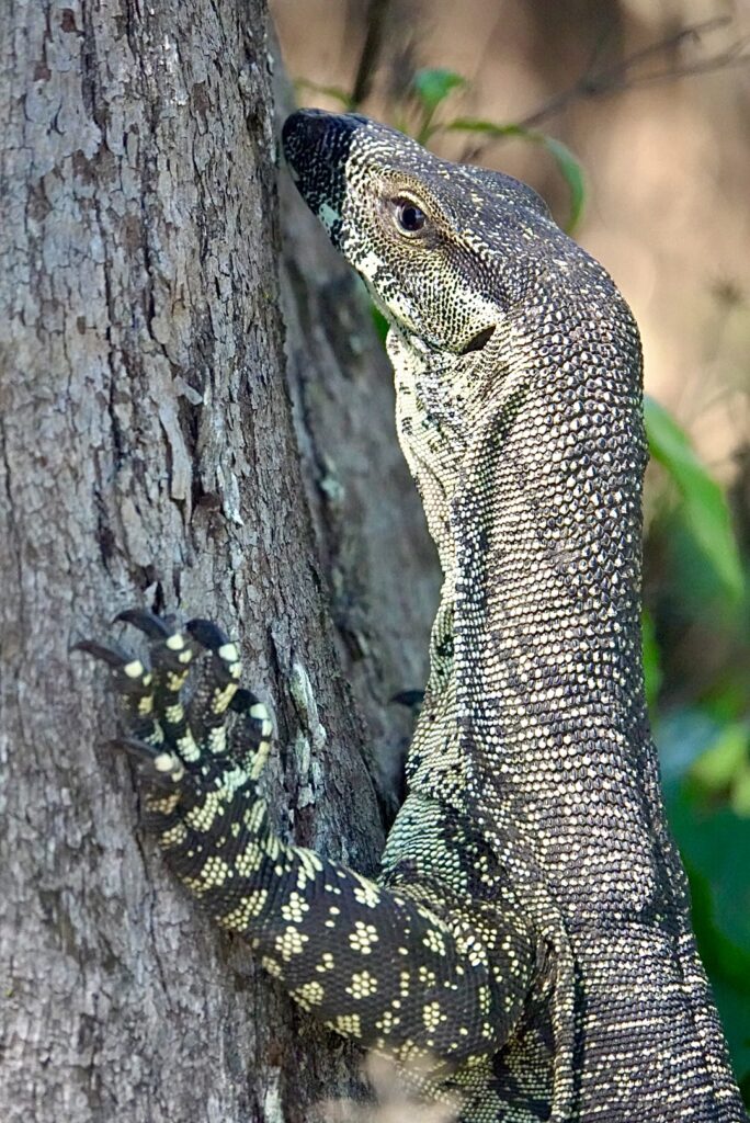 Other wildlife like this Lace Monitor also occur.