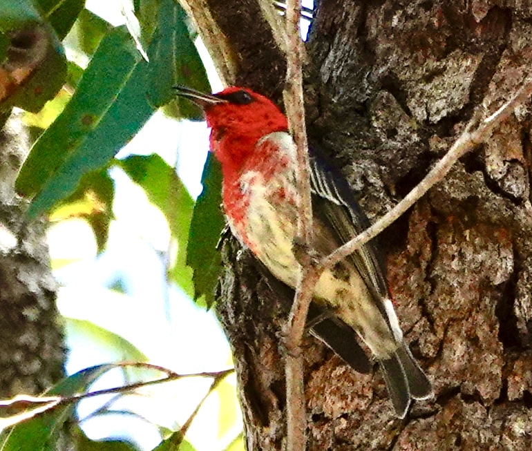 Image of a Scarlet Honeyeater