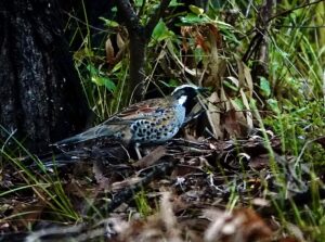 Image of a Spotted Quail-thrush