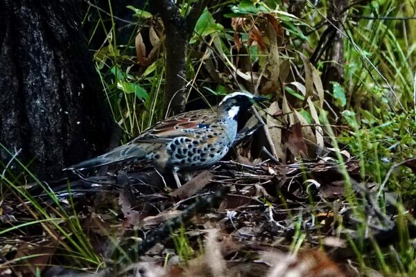 Image of a Spotted Quail-thrush