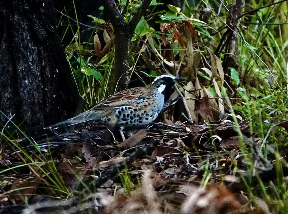 Image of a Spotted Quail-thrush