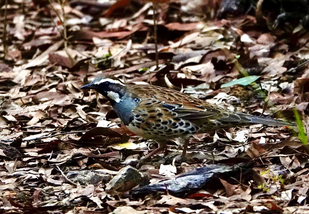 Image of a Spotted Quail-thrush