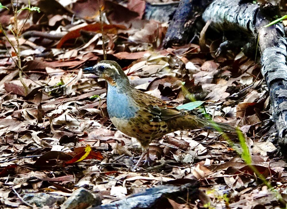 Image of a Spotted Quail-thrush