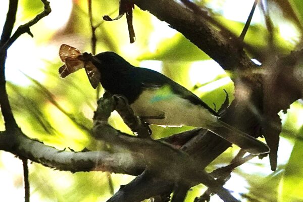 Image of a Satin Flycatcher