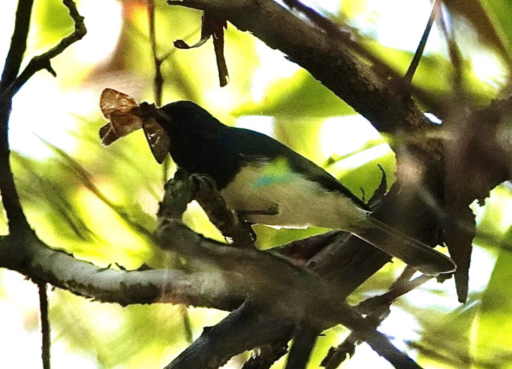 Image of a Satin Flycatcher