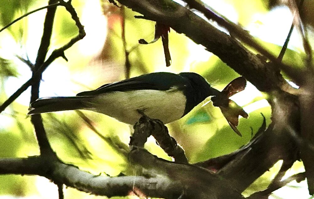 Image of a Satin Flycatcher