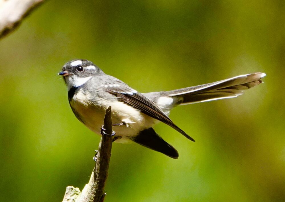 Image of a Grey Fantail