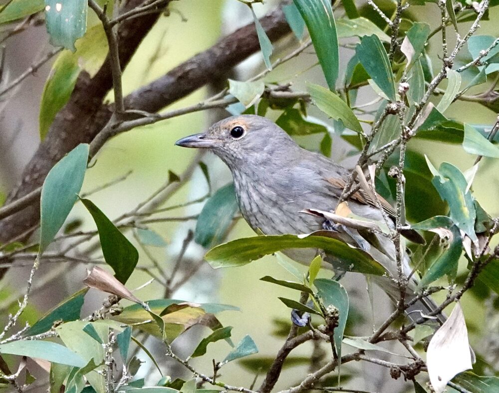 Golden Whistler female