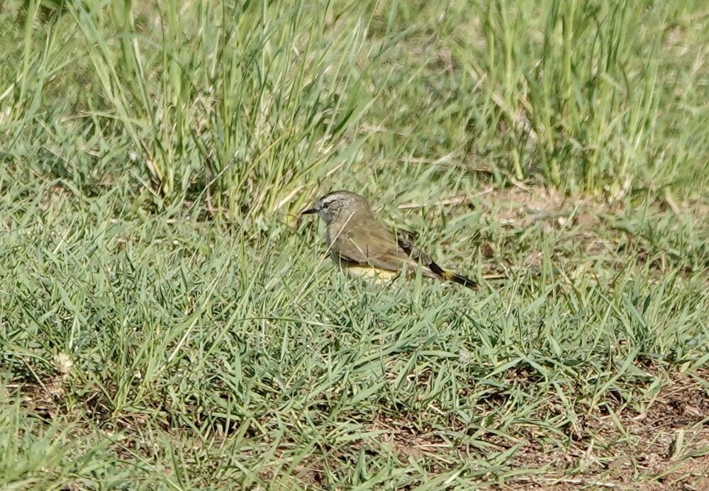 Image of a Yellow-rumped Thornbill