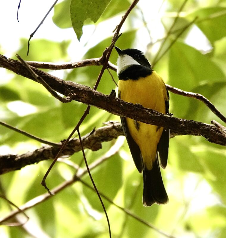 Image of a Golden Whistler